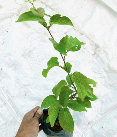 Picture of Manimulla - Small size