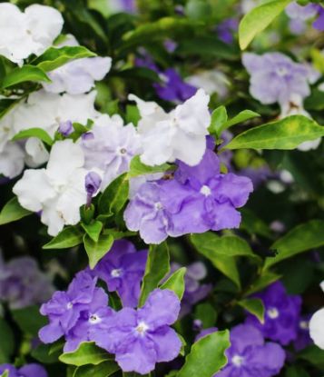 Picture of Yesterday today tomorrow plant - Naadan