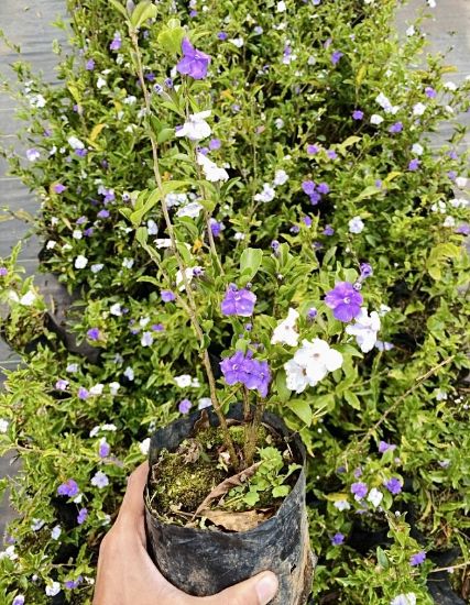 Picture of Yesterday today tomorrow plant - Naadan