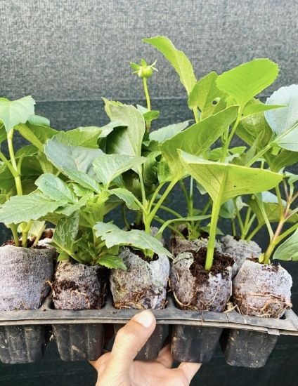 Picture of Dahlia - 5 Colors - Combo Offer