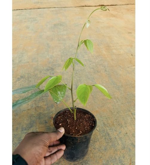 Picture of Jade Vine Creeper - Red - with pot