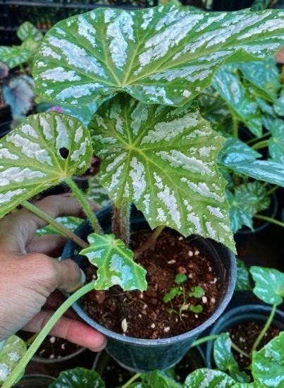 Picture of Begonia - Green - Leaf Plant