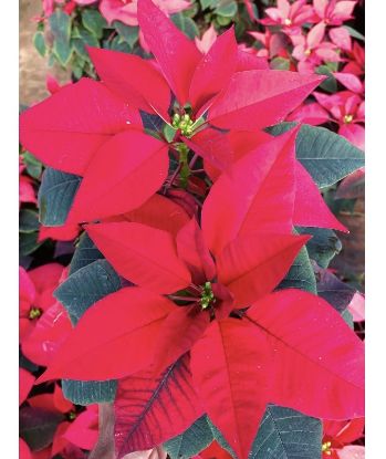 Picture of Poinsettia - Red