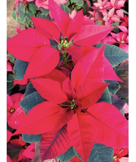 Picture of Poinsettia - Red
