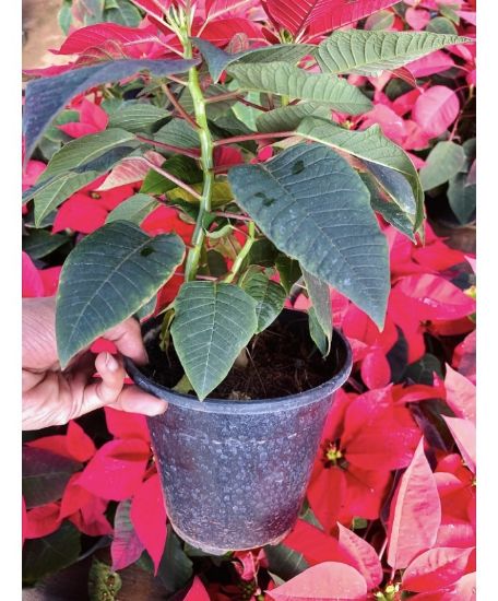 Picture of Poinsettia - Red