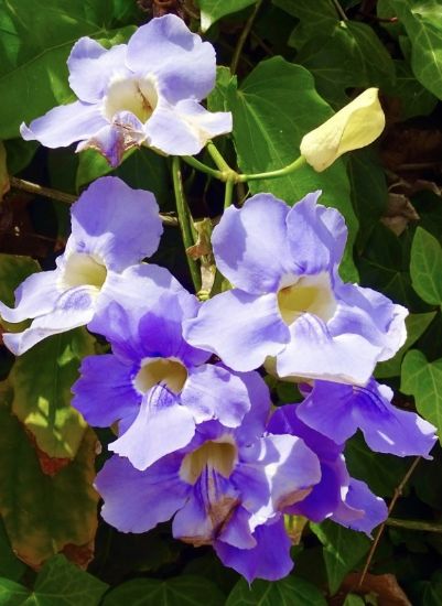 Picture of Thunbergia - Blue