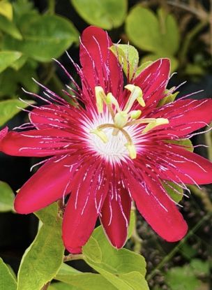 Picture of Passion flora - Red