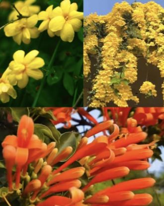 Picture of Creeper Plants Combo- 3 Plants - Cat’s claw, Ottumulla, Yellow Jasmine