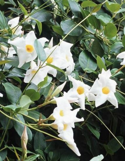 Picture of Mandevilla - White