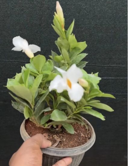 Picture of Mandevilla - White