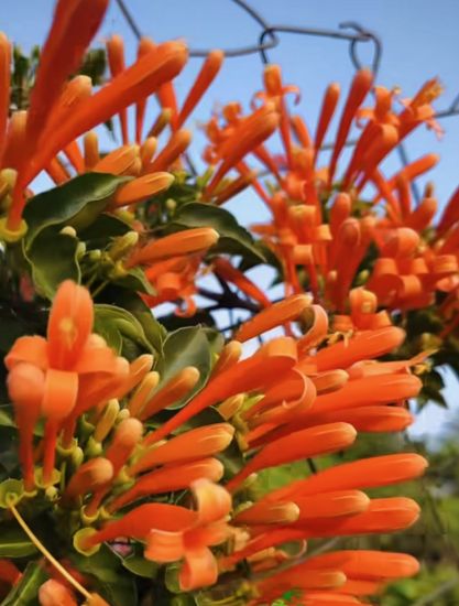 Picture of Flame Vine -  Ottumulla - Medium size