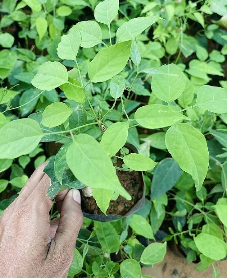 Picture of Flame Vine -  Ottumulla - Medium size