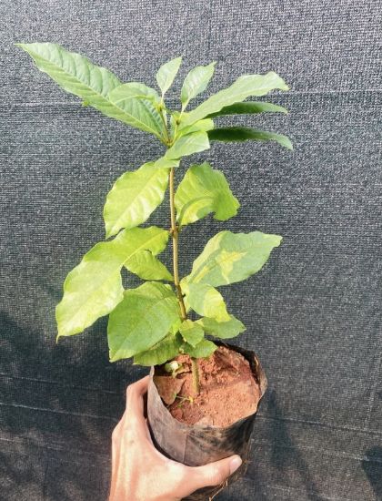 Picture of Petrea - White - M