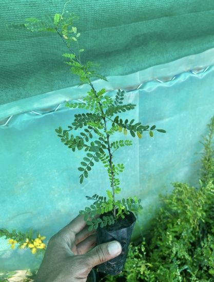 Picture of Cassia Biflora - Flowering Plant- S
