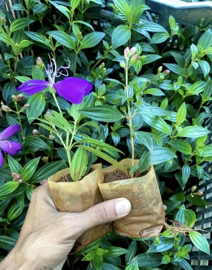 Picture of Melastoma -2 Plants combo - Purple - small size