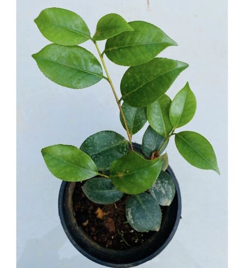 Picture of Camellia - White - Medium Size Plant