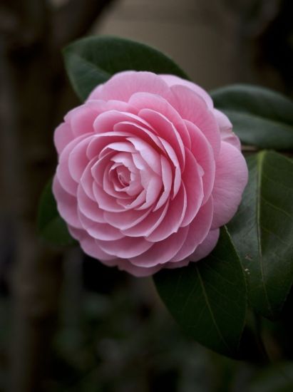 Picture of Camellia -Lite Pink - Medium Size Plant