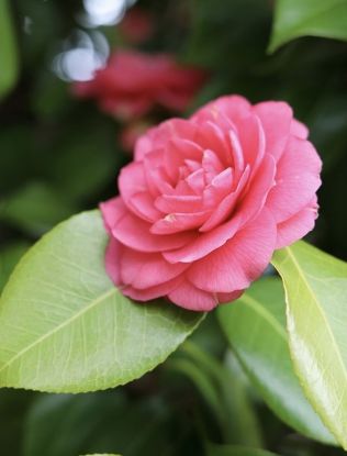 Picture of Camellia -Dark Pink - Medium Size Plant