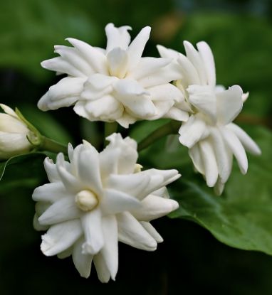 Picture of Jasmine combo - Nadan Thattu Mulla - 2 Plants