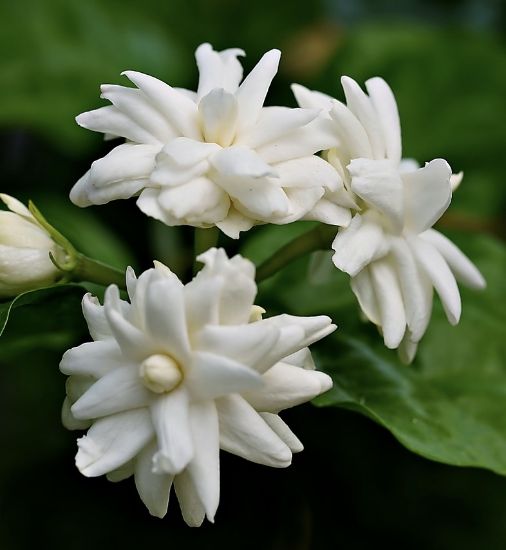 Picture of Jasmine combo - Nadan Thattu Mulla - 2 Plants