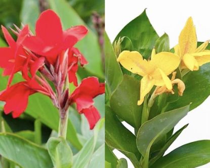 Picture of Canna Lily Miniature- Thotta vazha - Combo - 2 color , Red , Yellow