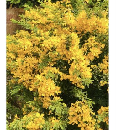 Picture of Cassia Biflora - Flowering Plant- medium size