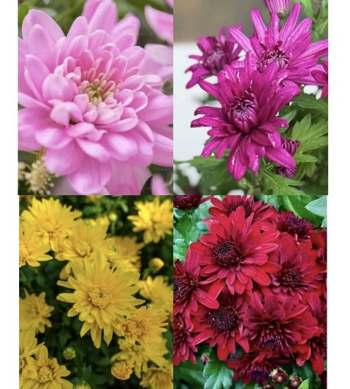 Picture of Chrysanthemum - Jamanthi - 4 Colors - Combo Offer