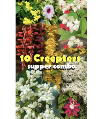 Picture of Creeper Plants combo -10 Plants- Manimulla, Bridal bokeh yellow, cat’s claw, Bridal bokeh white, Tecoma verigated, Tecoma white, Yellow jasmine, Passion flora, Lady Shoe( Verigated), Bleeding Heart white