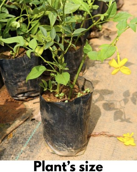 Picture of Creeper Plants combo -10 Plants- Manimulla, Bridal bokeh yellow, cat’s claw, Bridal bokeh white, Tecoma verigated, Tecoma white, Yellow jasmine, Passion flora, Lady Shoe( Verigated), Bleeding Heart white