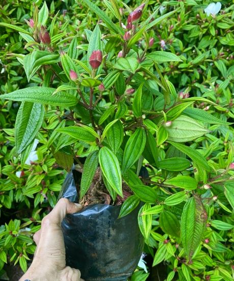 Picture of Melastoma - New