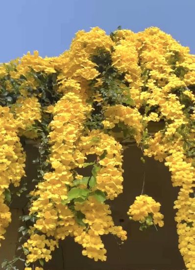 Picture of Cat's Claw Creeper - 2 plants combo