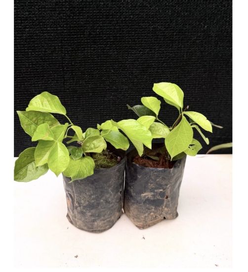 Picture of Cat's Claw Creeper - 2 plants combo