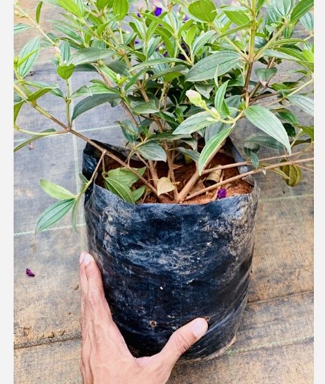 Picture of Melastoma - Purple - mother plant