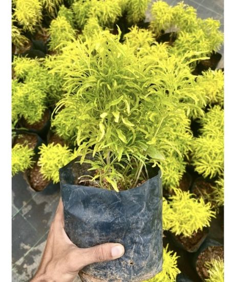 Picture of Golden Ball Aralia
