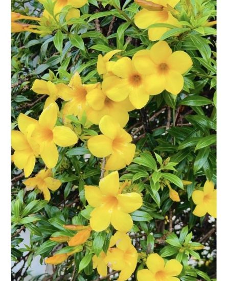 Picture of Allamanda - Yellow
