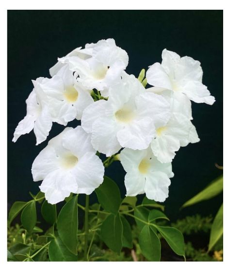 Picture of Tecoma creeper - White - medium size