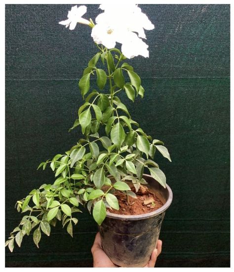 Picture of Tecoma creeper - White - medium size