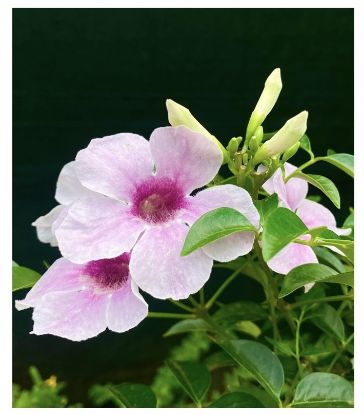 Picture of Tecoma creeper - pink - medium size -