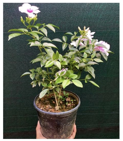 Picture of Tecoma creeper - pink - medium size -