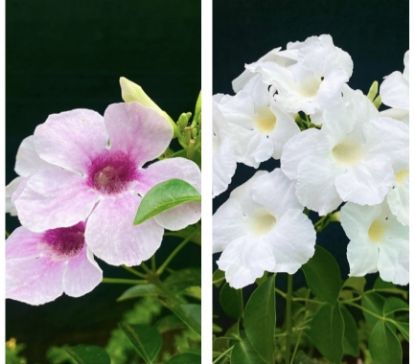 Picture of Tecoma combo offer - creeper - medium size