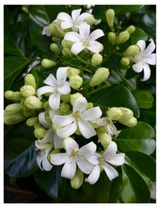 Picture of Maramulla