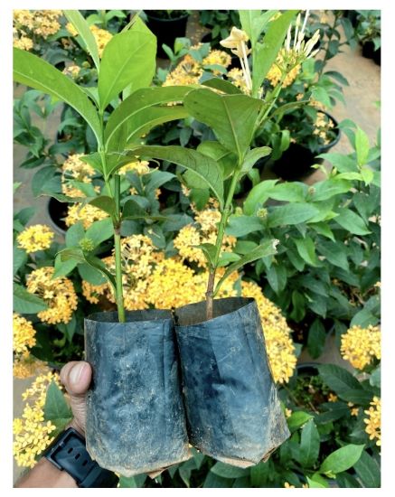 Picture of Thechi/Chethi  -yellow -2 plant Combo