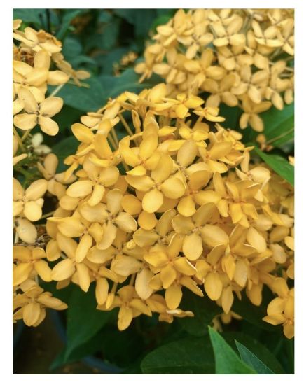 Picture of Thechi/Chethi  -yellow -2 plant Combo