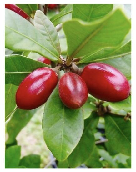 Picture of Miracle fruit plant
