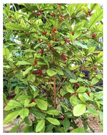 Picture of Miracle fruit plant
