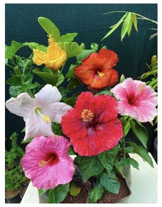 Picture of Chembarathi combo - Hibiscus - Hybrid - 4 colors