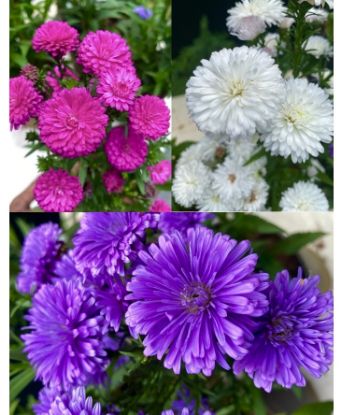 Picture of Daisy - 3 color Combo