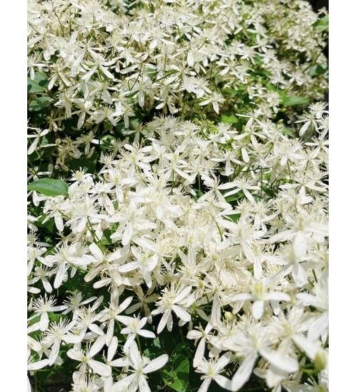 Picture of Bridal bouquet - creeper