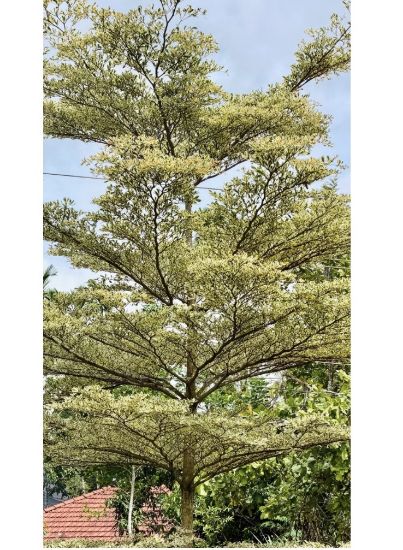 Picture of Terminalia verigated plant