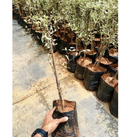 Picture of Terminalia verigated plant